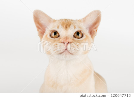 Cream Burmese cat on white background. 120647713