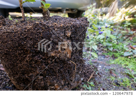 白蟻對盆栽植物的損害 大和白蟻正在花盆裡築巢 白蟻對盆栽植物的損害 大和白蟻正在花盆裡築巢 120647978