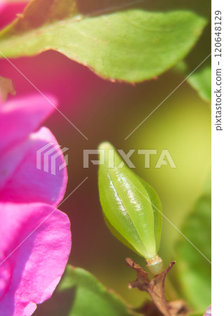 African Impatiens Seeds and Fruits 120648129