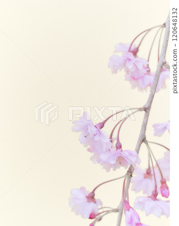 膚色背景上的垂枝櫻花高基調 120648132