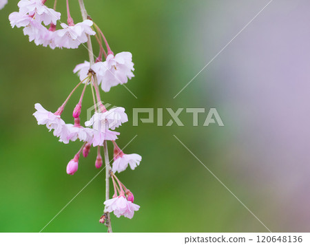 綠色背景盛開的垂枝櫻花樹枝的特寫 120648136