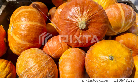 Large pumpkins are on the counter in the store for sale. Autumn harvest. 120648183
