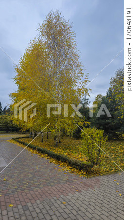 Trees of different species in the autumn park. Walk and family recreation. Trees of different species in the autumn park. Walk and family recreation. 120648191