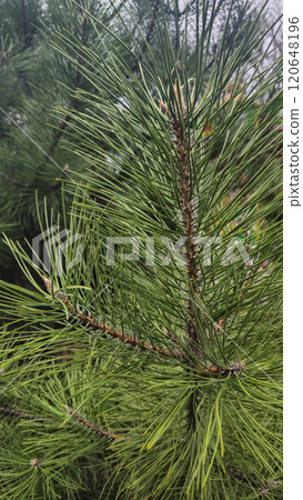 Trees of different species in the autumn park. Walk and family recreation. Trees of different species in the autumn park. Walk and family recreation. 120648196