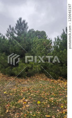 Trees of different species in the autumn park. Walk and family recreation. Trees of different species in the autumn park. Walk and family recreation. 120648197