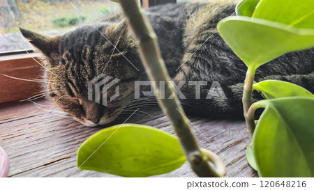 Tabby domestic cat lying on the windowsill. Pets. Playful mood. Tabby domestic cat lying on the windowsill. Pets. Playful mood. 120648216