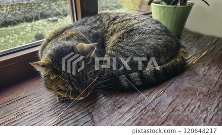 Tabby domestic cat lying on the windowsill. Pets. Playful mood. Tabby domestic cat lying on the windowsill. Pets. Playful mood. 120648217