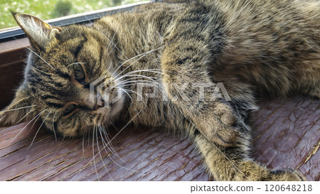 Tabby domestic cat lying on the windowsill. Pets. Playful mood. Tabby domestic cat lying on the windowsill. Pets. Playful mood. 120648218