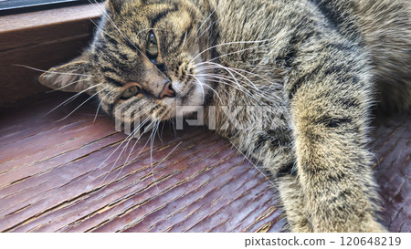 Tabby domestic cat lying on the windowsill. Pets. Playful mood. Tabby domestic cat lying on the windowsill. Pets. Playful mood. 120648219