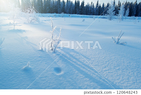 Winter scene Winter scene 120648243