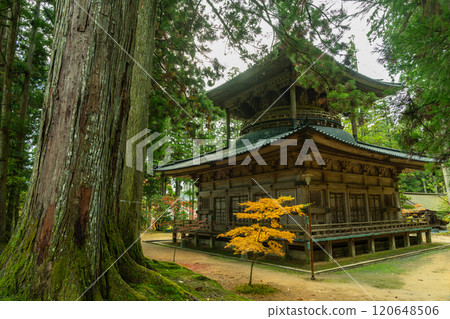 高野山2024西塔染上秋葉 120648506
