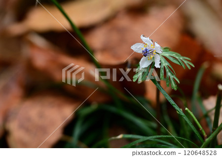早春花：節分草的白花 120648528