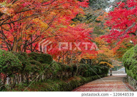 Mount Koya in autumn colors 2024 120648539