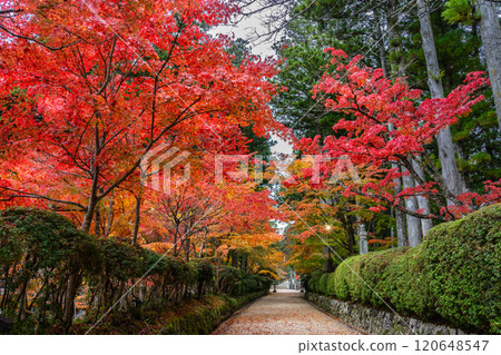 Mount Koya in autumn colors 2024 Mount Koya in autumn colors 2024 120648547