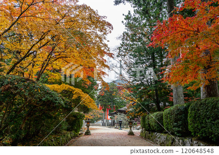 紅葉染紅的高野山 2024 紅葉染紅的高野山 2024 120648548