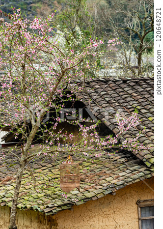 Spring landscape in Ha Giang - Northern mountainous province of Vietnam Spring landscape in Ha Giang - Northern mountainous province of Vietnam 120648721