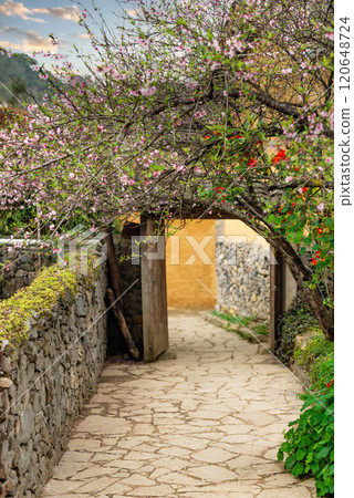 Spring landscape in Ha Giang - Northern mountainous province of Vietnam Spring landscape in Ha Giang - Northern mountainous province of Vietnam 120648724