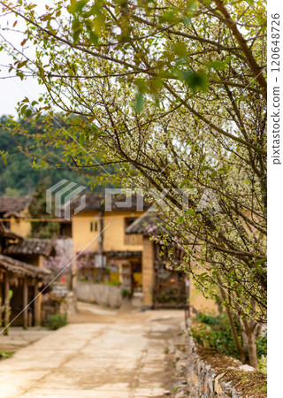 Spring landscape in Ha Giang - Northern mountainous province of Vietnam Spring landscape in Ha Giang - Northern mountainous province of Vietnam 120648726