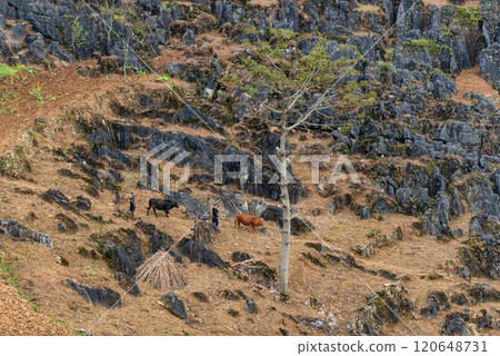 Spring landscape in Ha Giang - Northern mountainous province of Vietnam Spring landscape in Ha Giang - Northern mountainous province of Vietnam 120648731
