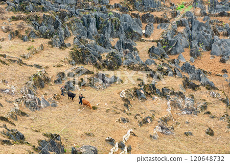 Spring landscape in Ha Giang - Northern mountainous province of Vietnam 120648732
