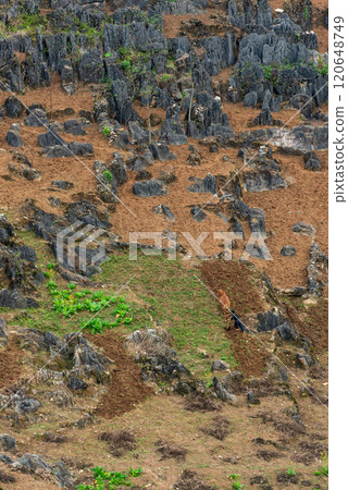 Spring landscape in Ha Giang - Northern mountainous province of Vietnam 120648749