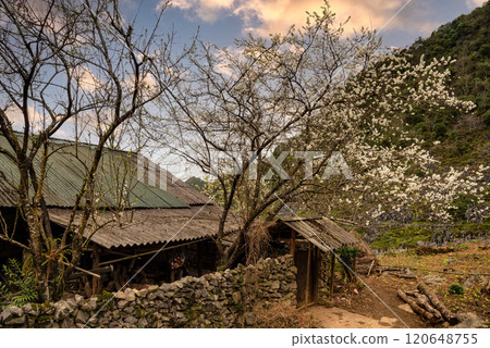 Spring landscape in Ha Giang - Northern mountainous province of Vietnam Spring landscape in Ha Giang - Northern mountainous province of Vietnam 120648755