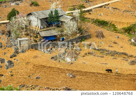 Spring landscape in Ha Giang - Northern mountainous province of Vietnam 120648768