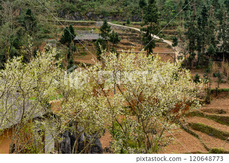 Spring landscape in Ha Giang - Northern mountainous province of Vietnam Spring landscape in Ha Giang - Northern mountainous province of Vietnam 120648773