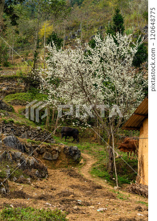 Spring landscape in Ha Giang - Northern mountainous province of Vietnam 120648775