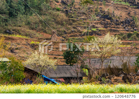 Spring landscape in Ha Giang - Northern mountainous province of Vietnam 120648776