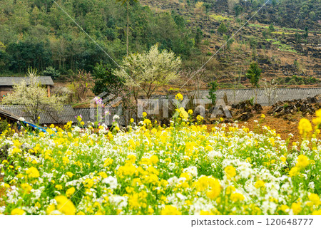 Spring landscape in Ha Giang - Northern mountainous province of Vietnam Spring landscape in Ha Giang - Northern mountainous province of Vietnam 120648777