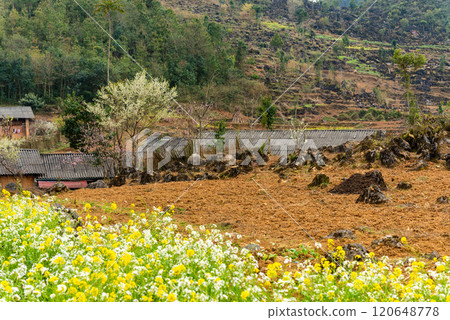 Spring landscape in Ha Giang - Northern mountainous province of Vietnam 120648778