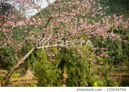 Spring landscape in Ha Giang - Northern mountainous province of Vietnam 120648780