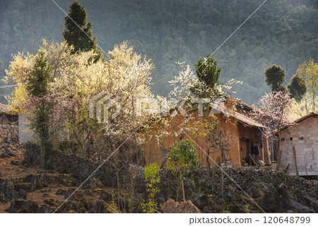 Spring landscape in Ha Giang - Northern mountainous province of Vietnam Spring landscape in Ha Giang - Northern mountainous province of Vietnam 120648799