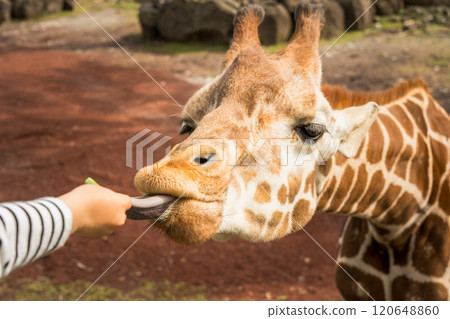 Giraffe to eat food Giraffe to eat food 120648860