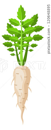 A carrot is shown in a cartoon style drawing A carrot is shown in a cartoon style drawing 120648895