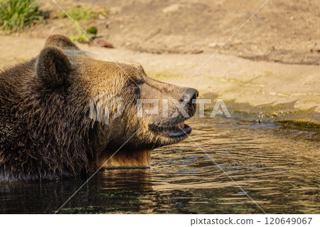 Brown Bear majestic, big powerful mammals 120649067