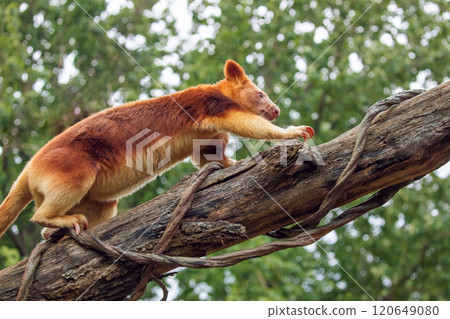 Goodfellow's Tree Kangaroo, portrait of very cute rare red animal. 120649080