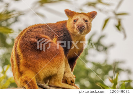 Goodfellow's Tree Kangaroo, portrait of very cute rare red animal. Goodfellow's Tree Kangaroo, portrait of very cute rare red animal. 120649081