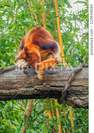 Goodfellow's Tree Kangaroo, portrait of very cute rare red animal. 120649084