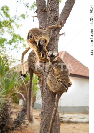 Common brown lemur (Eulemur fulvus) with orange eyes. 120649085