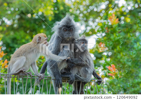 Closeup portrait of Tufted gray langur Semnopithecus priam Closeup portrait of Tufted gray langur Semnopithecus priam 120649092