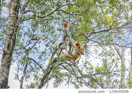 Proboscis Monkey Nasalis larvatus in mangrove rain forest Proboscis Monkey Nasalis larvatus in mangrove rain forest 120649096
