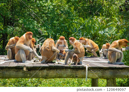 Proboscis Monkey Nasalis larvatus in mangrove rain forest Proboscis Monkey Nasalis larvatus in mangrove rain forest 120649097