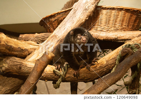 cute wild bear cuscus aulirops ursinus arboreal against blure background. 120649098