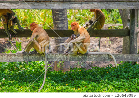 Proboscis Monkey Nasalis larvatus in mangrove rain forest 120649099