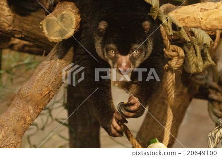 cute wild bear cuscus aulirops ursinus arboreal against blure background. cute wild bear cuscus aulirops ursinus arboreal against blure background. 120649100