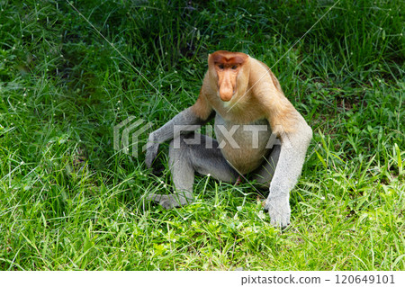 Proboscis Monkey Nasalis larvatus in mangrove rain forest Proboscis Monkey Nasalis larvatus in mangrove rain forest 120649101
