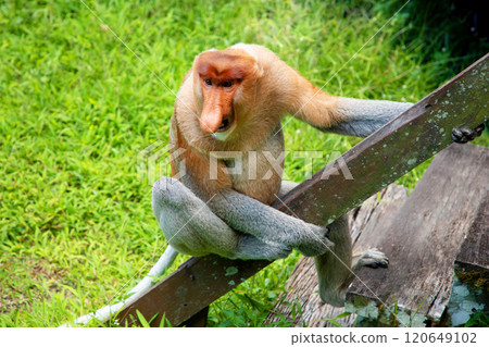 Proboscis Monkey Nasalis larvatus in mangrove rain forest 120649102
