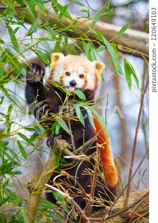 red panda Ailurus fulgens, lesser panda, is a small mammal 120649103